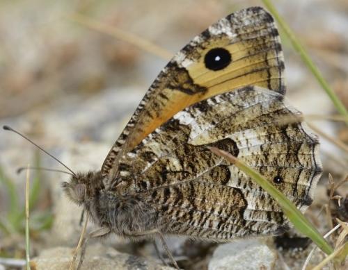 Réf. 239 128 : Hipparchia semele
